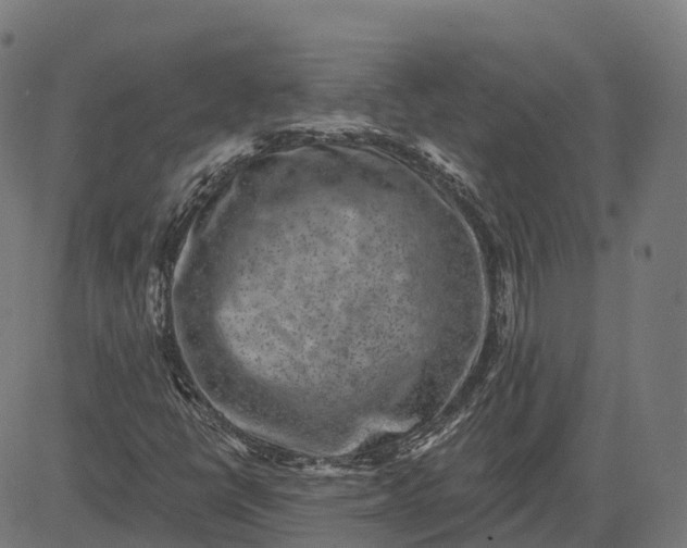 X0000082681398200702091620