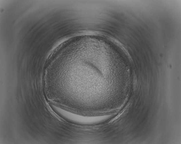 X0000082681417200702091621