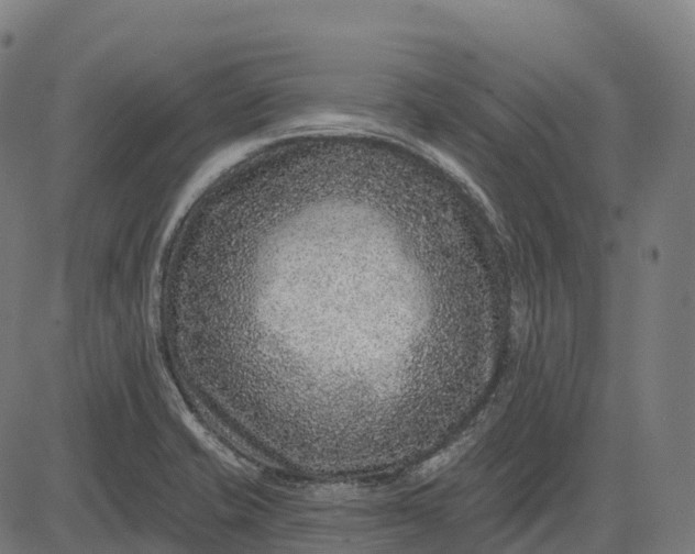 X0000082681421200702091621