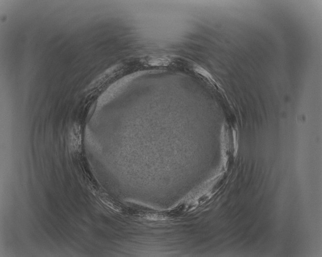 X0000082681443200702091620