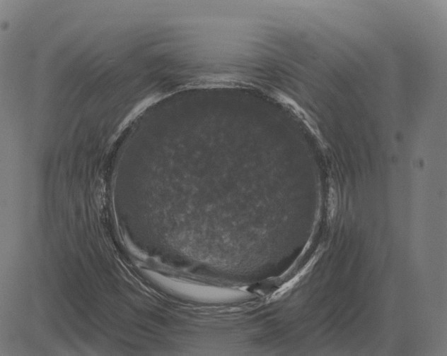 X0000082681449200702091620