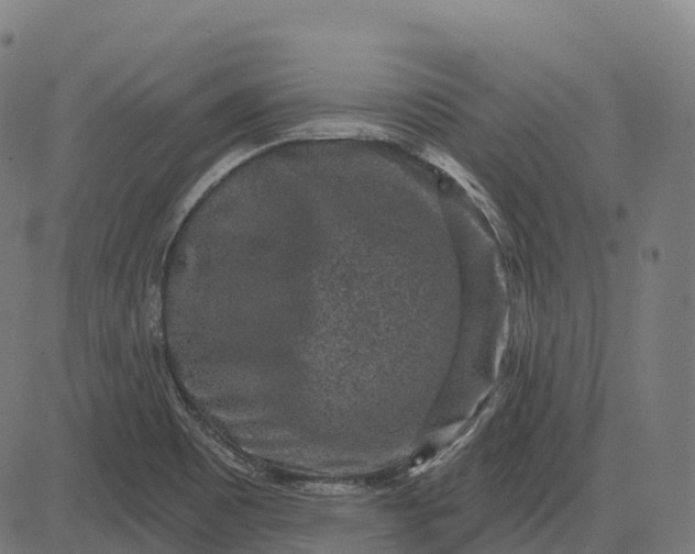 X0000082681465200702091620