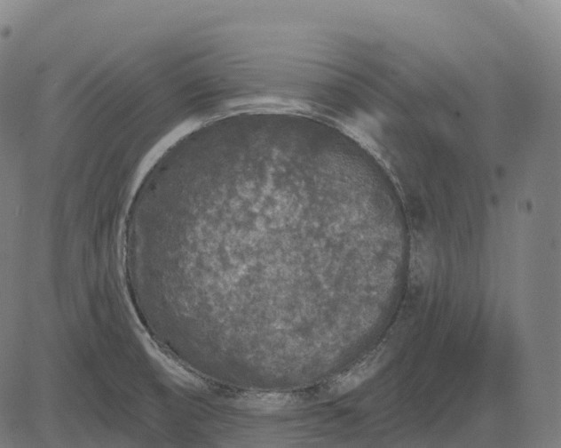 X0000082681474200702091620