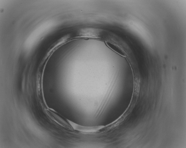 X0000082681487200702091620