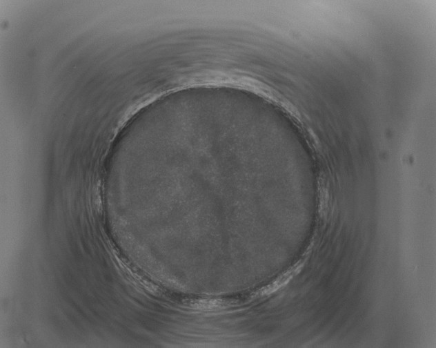 X0000082681497200702091619