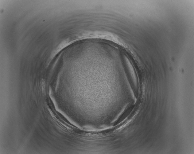 X0000082681505200702091619