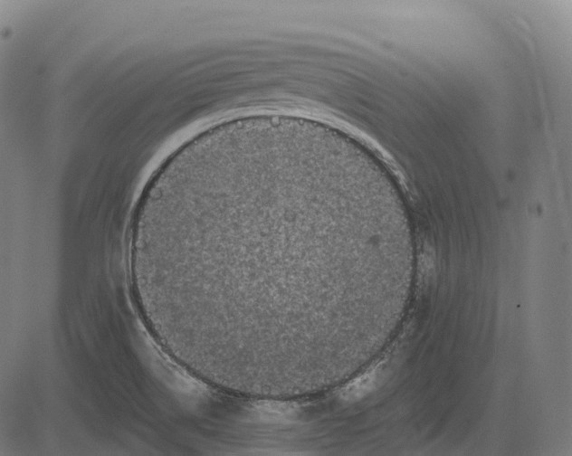 X0000082681514200702091619