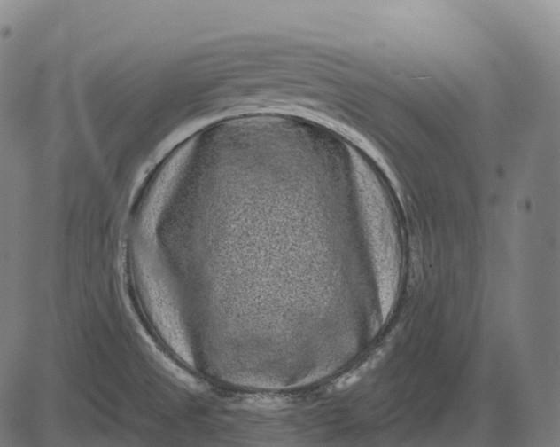 X0000082681525200702091619