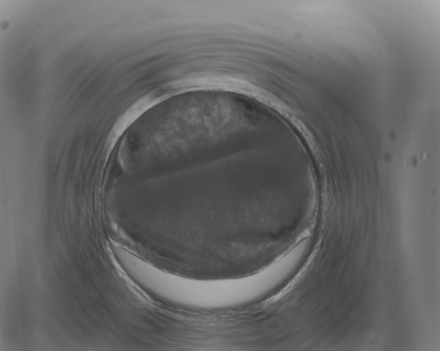 X0000082681529200702091619