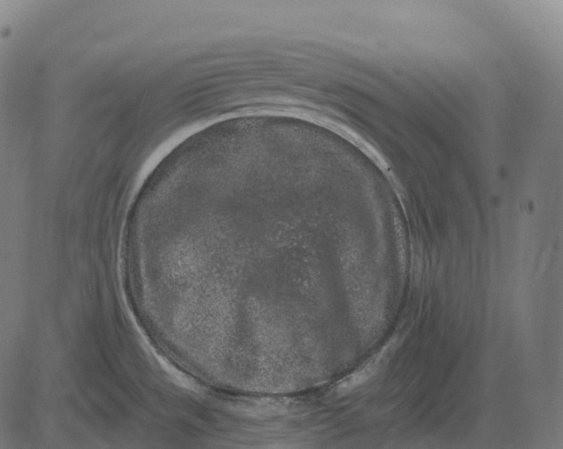 X0000082681533200702091620