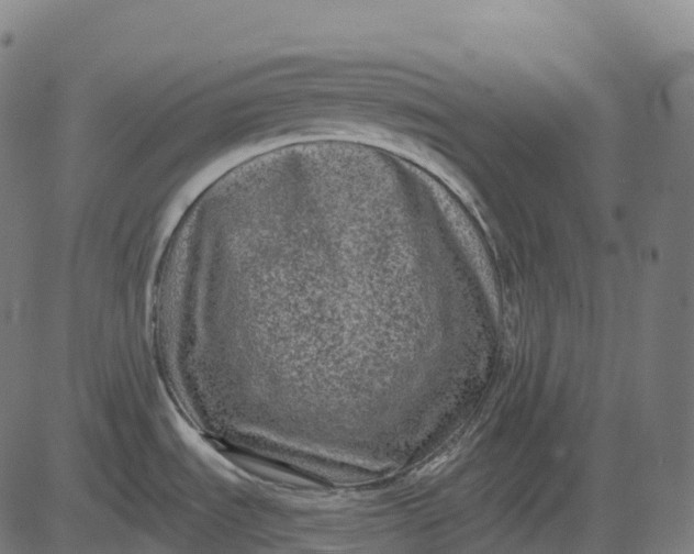 X0000082681535200702091620