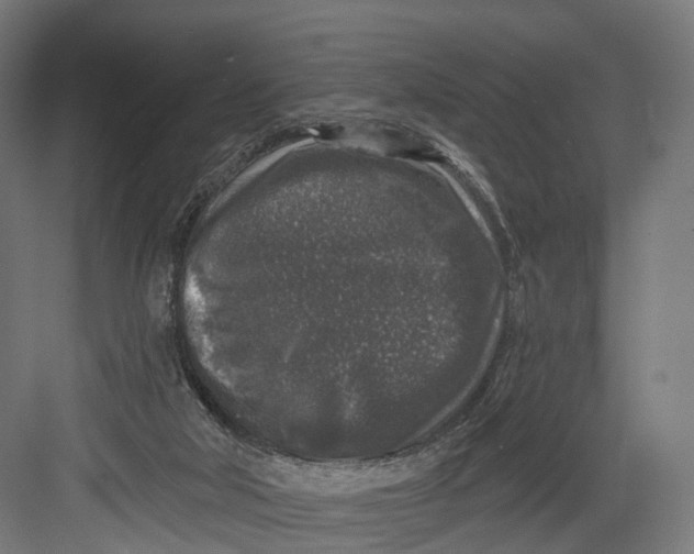 X0000082680018200702161710