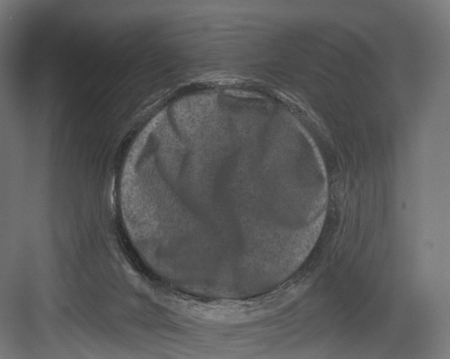 X0000082680024200702161710