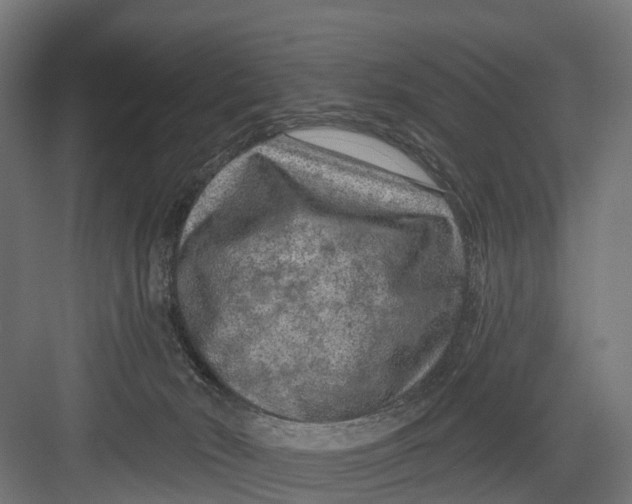 X0000082680030200702161710