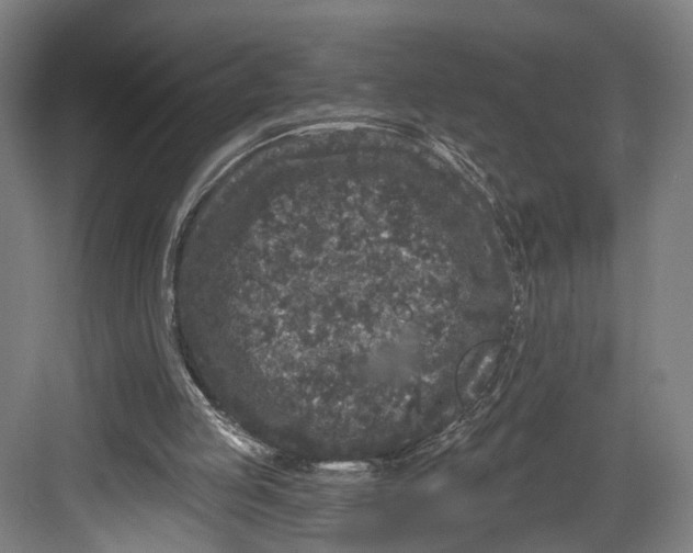 X0000082680053200702161709