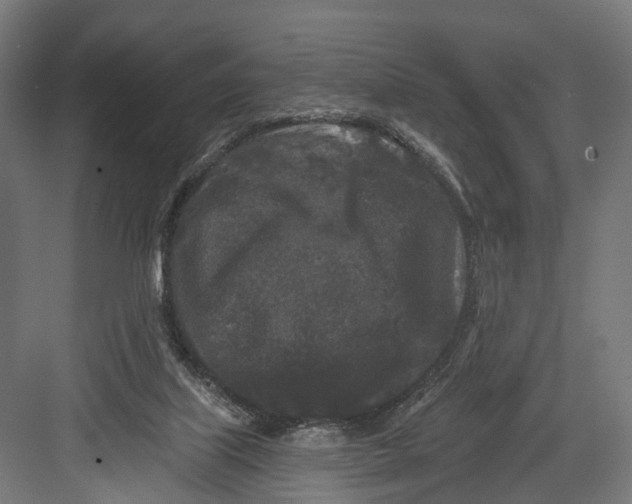 X0000082680067200702161709