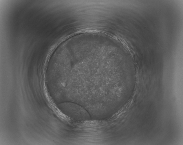 X0000082680145200702161707