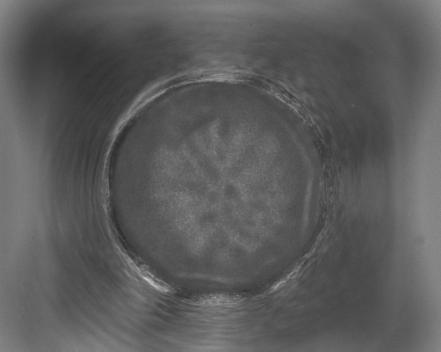 X0000082680198200702161707