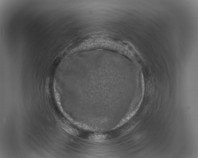 X0000082680217200702161706