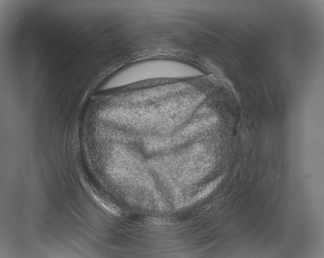 X0000082680250200702161705