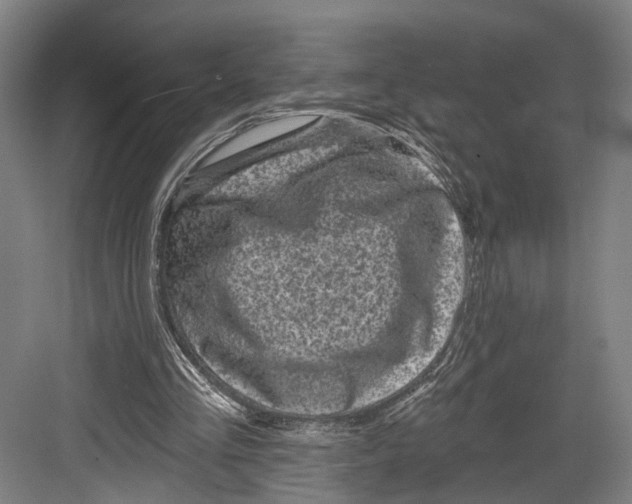 X0000082680293200702161705