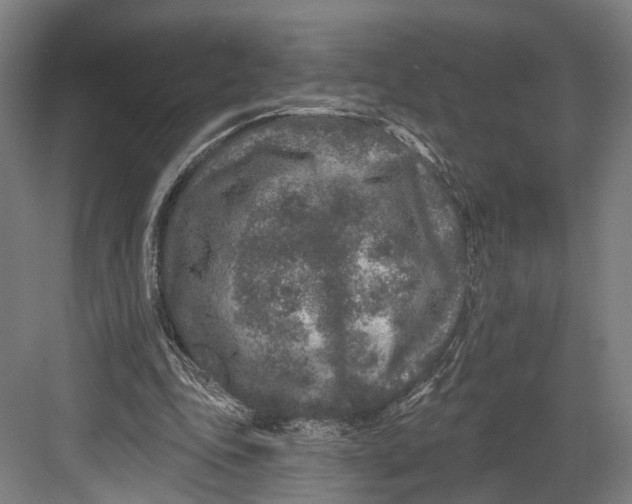 X0000082680343200702161704