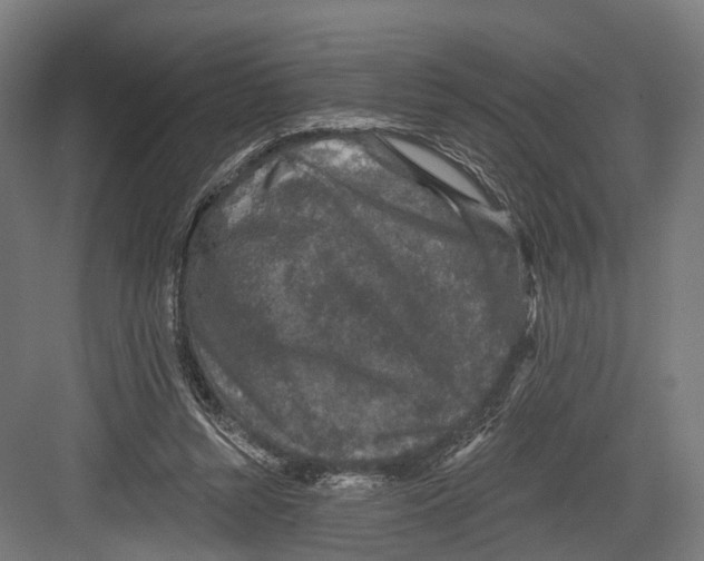 X0000082680352200702161704