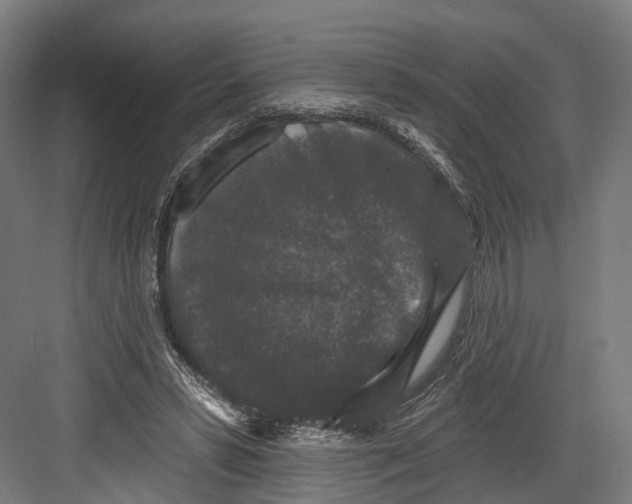 X0000082680399200702161703