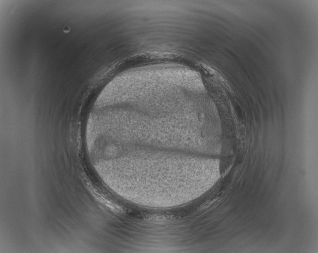 X0000082680494200702161702