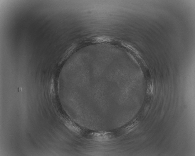 X0000082680524200702161701