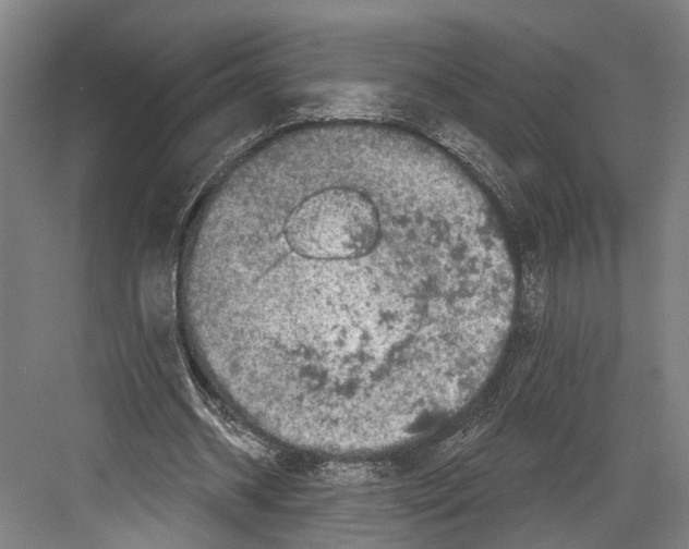 X0000082680534200702161700