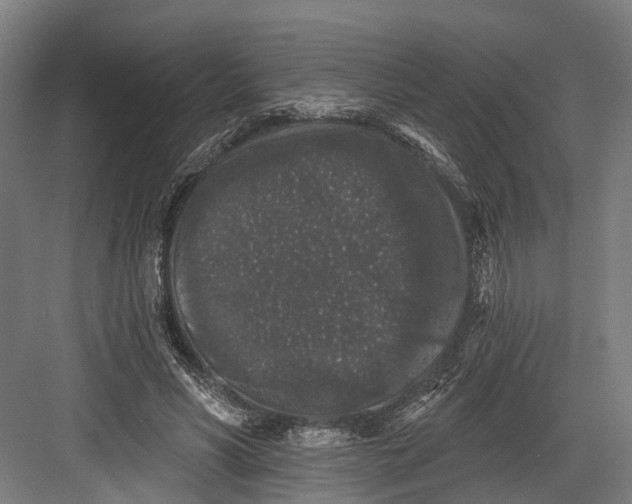 X0000082680590200702161700