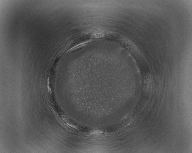 X0000082680598200702161700