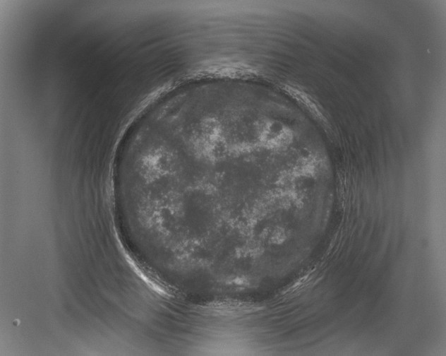 X0000082680630200702161659