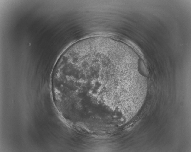 X0000082680907200702161655