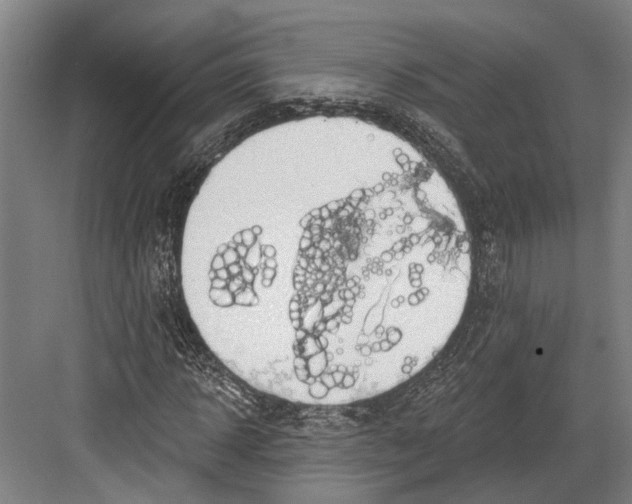 X0000082680918200702161654