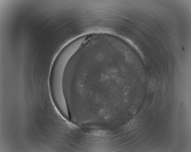 X0000082680943200702161654