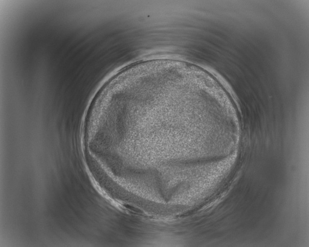 X0000082680957200702161655