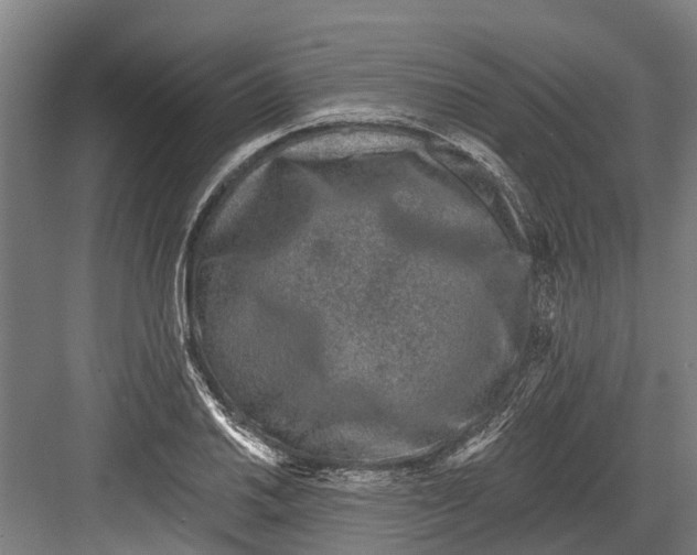 X0000082681030200702161653