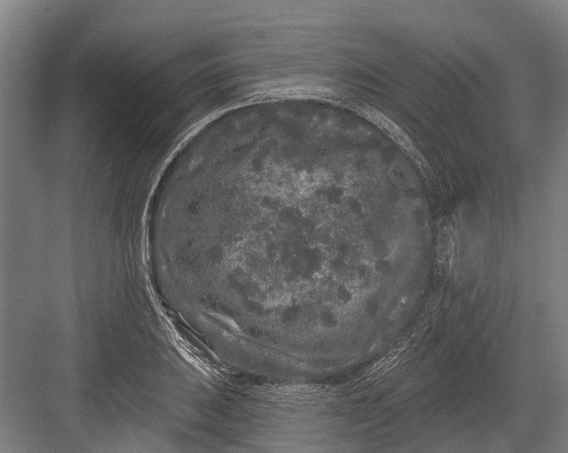 X0000082681031200702161653