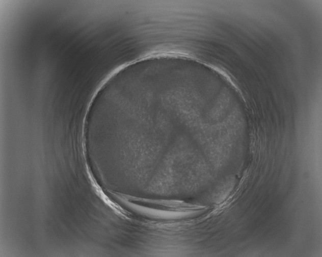 X0000082681038200702161653