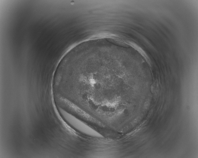 X0000082681055200702161653