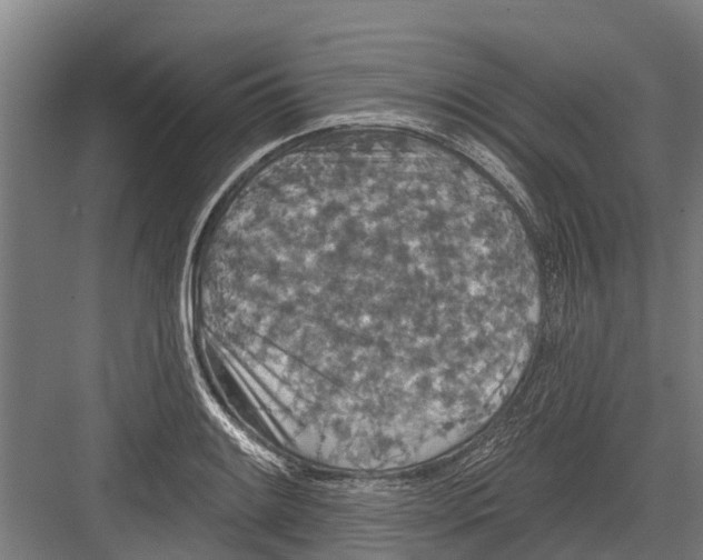 X0000082681084200702161652