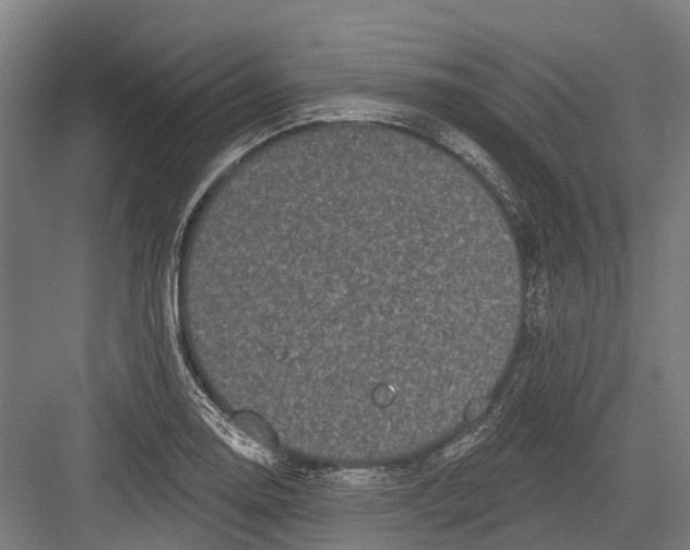 X0000082681130200702161651