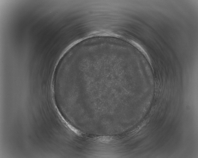 X0000082681141200702161651