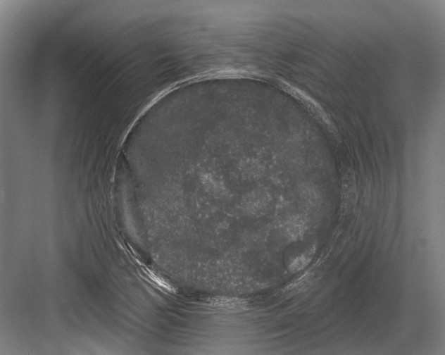 X0000082681170200702161650