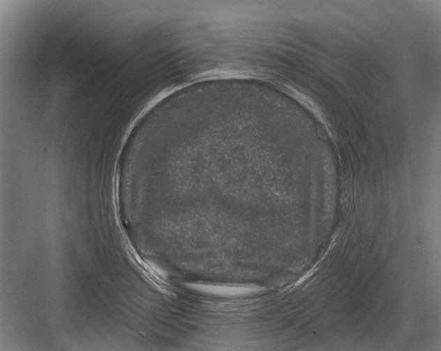 X0000082681179200702161650