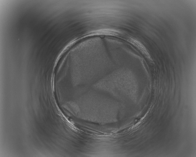 X0000082681180200702161650