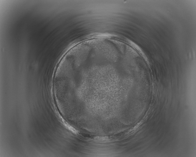 X0000082681194200702161650