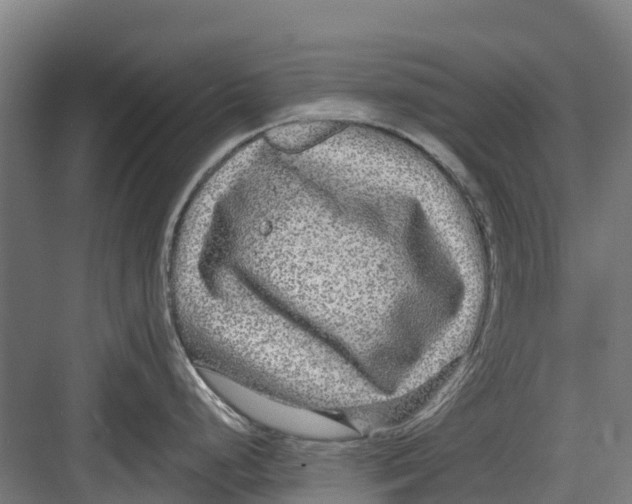 X0000082681248200702161650